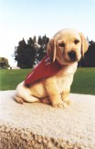 Puppy